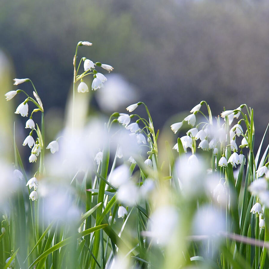 Photography and video produced to promote the Loddon Valley lily, a native species local to home Close-up photograph from a content project promoting the native Loddon Valley lily